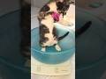 Rue Discovered Springs During Her Weight Check 😂 #kitten #kittens #rescue