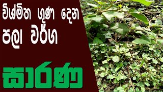 Healty Food Sinhala | Sarana | story eka