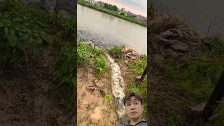 Fish attack after rain - sau mỗi trận mưa hè ở Việt Nam