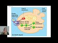 04.10 Apoptosis