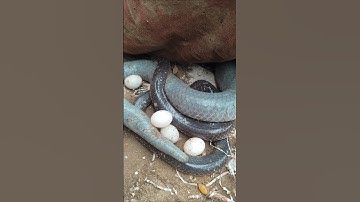 tổ trứng của rắn hổ hành #rắnhổhành #ularbesar #cobra #rắn #snake