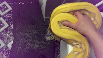 2 year old purple tiger reticulated python