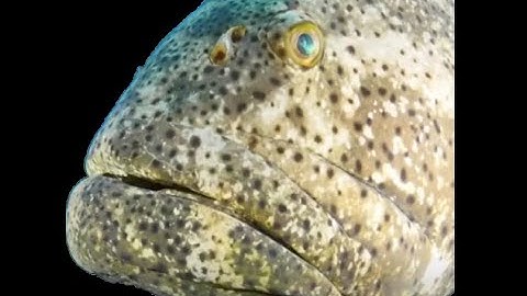 Arc Raiders (was editor)