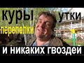 куры утки перепелка  и никаких гвоздей фермерское хозяйство