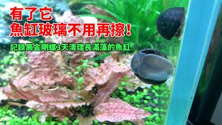 有了它魚缸玻璃不用再擦記錄黑金剛螺72小時清理乾淨長滿藻的魚缸|The snail cleans the fish tank in 3 days.