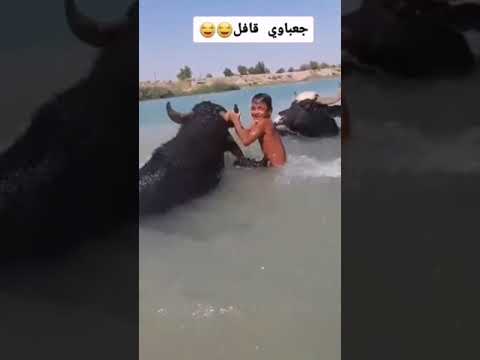 فيديو: هل أنجب بيل الجاموس ولدًا؟