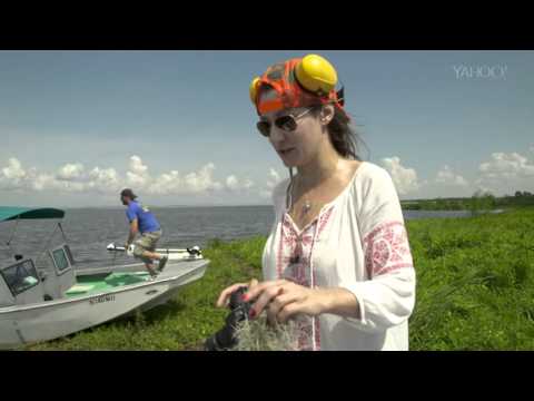 Video: Pelkės Pabaisa, Gyvenanti Medaus Saloje - Alternatyvus Vaizdas