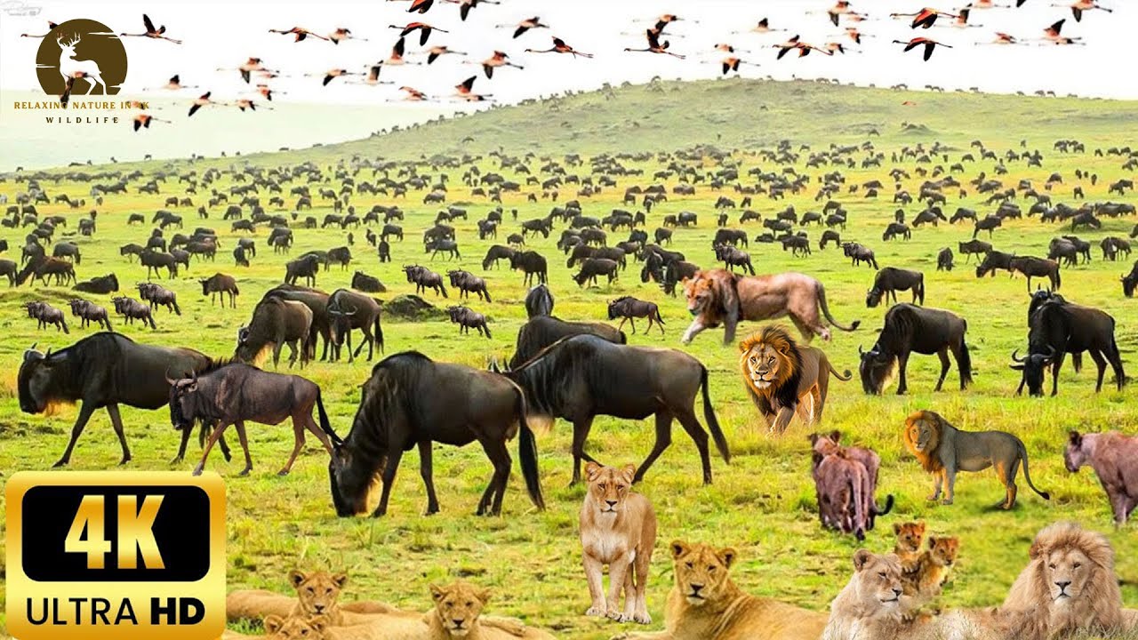 4K African Wildlife: Volcanoes National Park, Africa - Scenic Wildlife Film With African Music