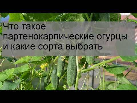 Что такое партенокарпические огурцы и какие сорта выбрать