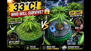 Wir haben ein Problem…! 😳 33°C Test: Living Soil vs DIY Hydro System