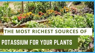 The most richest sources of potassium for your plants. #gardeningtips #gardeningforbeginners