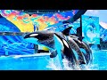 SeaWorld Shows!!! One Ocean, Dolphin Days, Pets Rule, Cirque De La Mer & More!!!