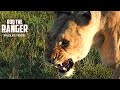 Overprotective Lioness With Small Cubs | Maasai Mara Safari