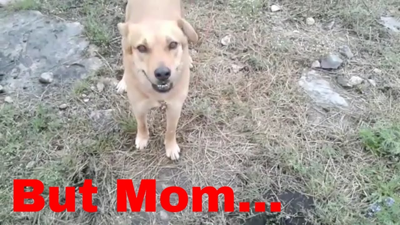 farm dogs names Raining Cats, Dogs, Hippos, and Elephants
