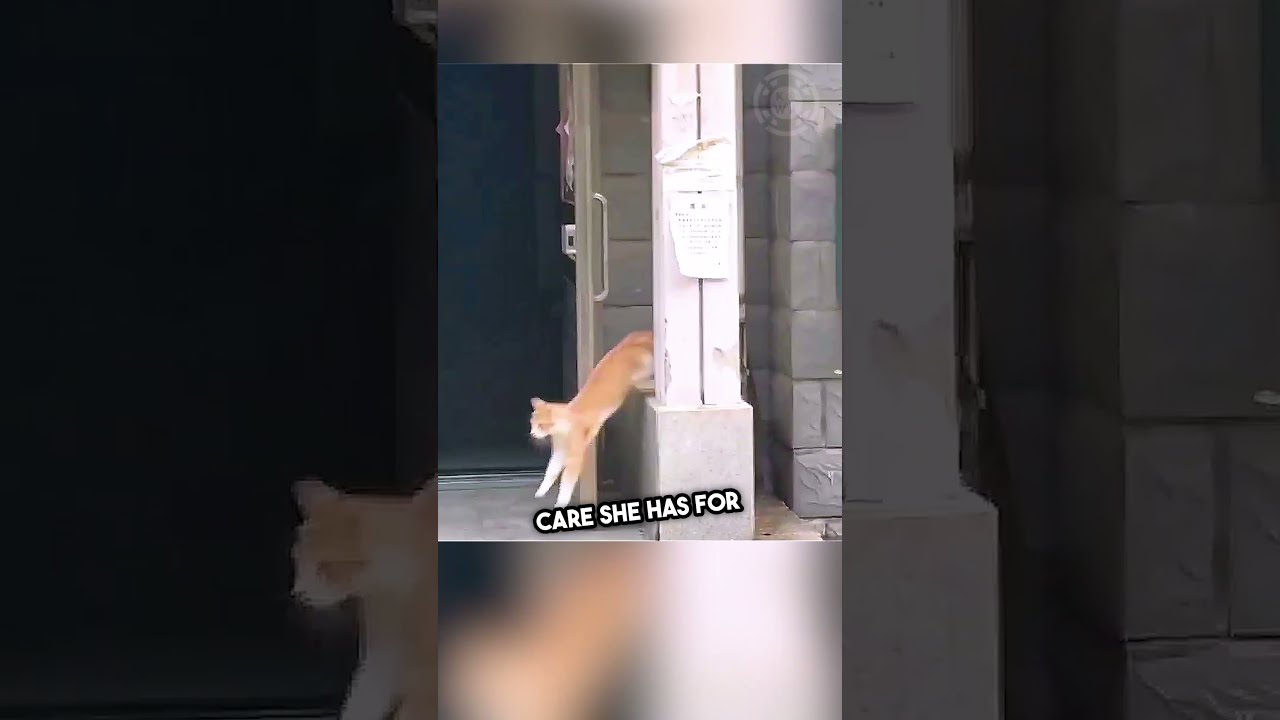 Mother Cat S Protective Instincts Kick In After Kitten Falls Shorts