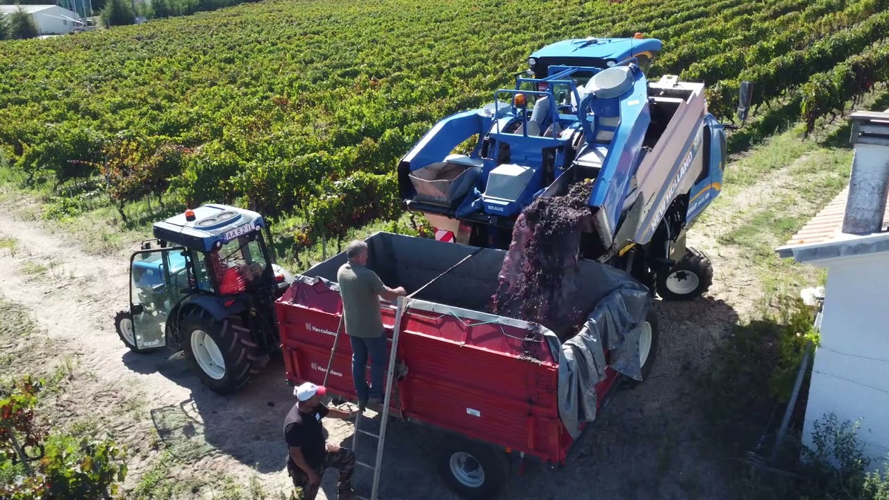 Vindima com New Holland T4.100N & Braud 8030L 4K