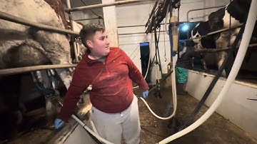 Vacas lecheras vamos con los domingos diferentes 