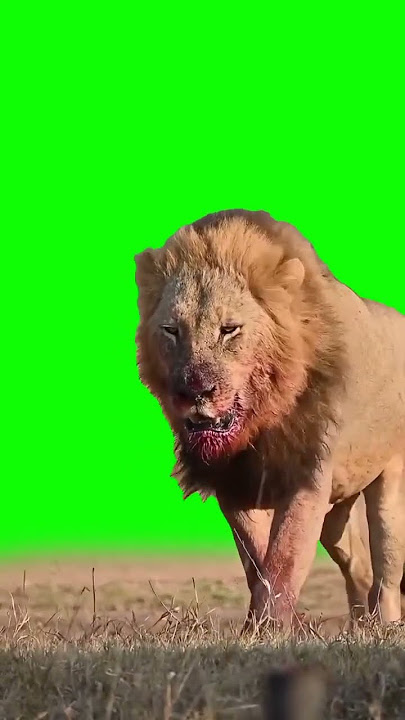 Lion Green screen Sher green screen video