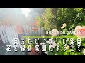 【オープンガーデン】圧巻のバラとこだわりが詰まった野草とシダ【個人庭】