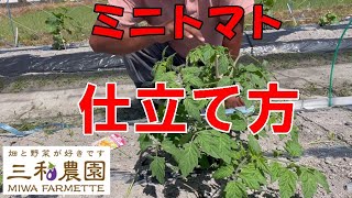 ミニトマトを1仕立てにするには、最初の花1番花があることが必須です。NO4462022.5.8