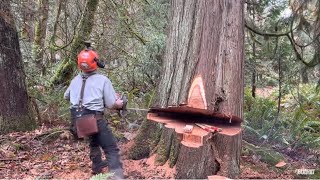 Husqvarna 592xp, vs Huge leaning Cedar tree, wedgemanship.