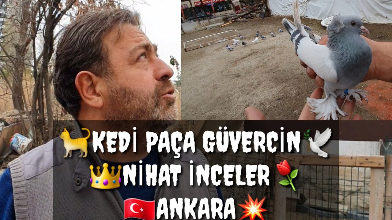 KEDİ PAÇA GÜVERCİNLERİ KAYSERİ OYUN KUŞU NİHAT İNCELER YouTube
