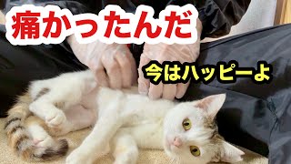 お腹が痛くて大人しかった保護子猫の本当の性格