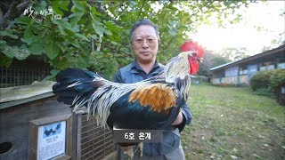 [MBC Documetary Special] 우리의 닭, 파주 현인 재래 닭 20180111