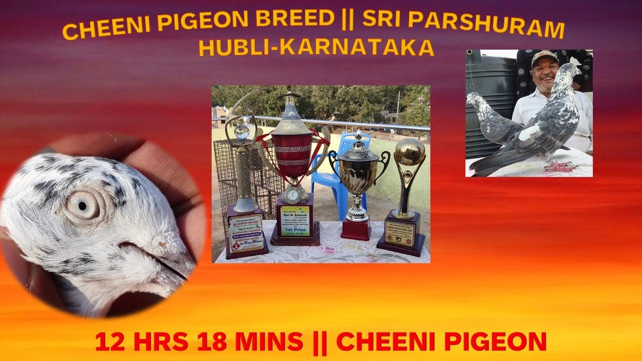 CHEENI PIGEON || 12 HRS 18 MINS || HUBLI -KARNATAKA @ BLUE BIRDS LOFT : ZEESHAN AHMED