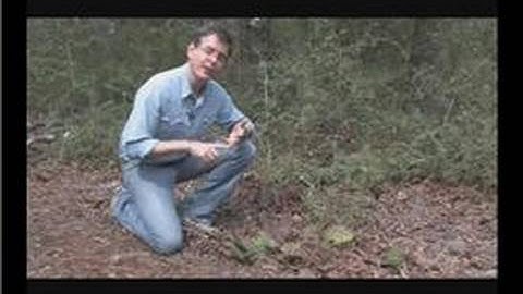 East Texas Trees : Prickly Pear Cactus