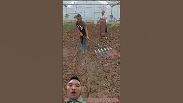 Dùng Khò Diệt Mầm Bệnh Trong Đất #farming