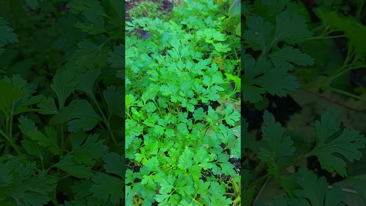 May Garden Tour - New Zealand! 