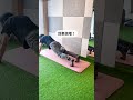 これめっちゃ効果ある #ダイエット #宅トレ #shorts