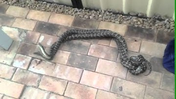 2 Male Carpet Pythons In Combat