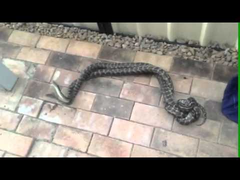 2 Male Carpet Pythons In Combat