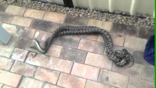 Famous 2 Male Carpet Pythons In Combat Wealth