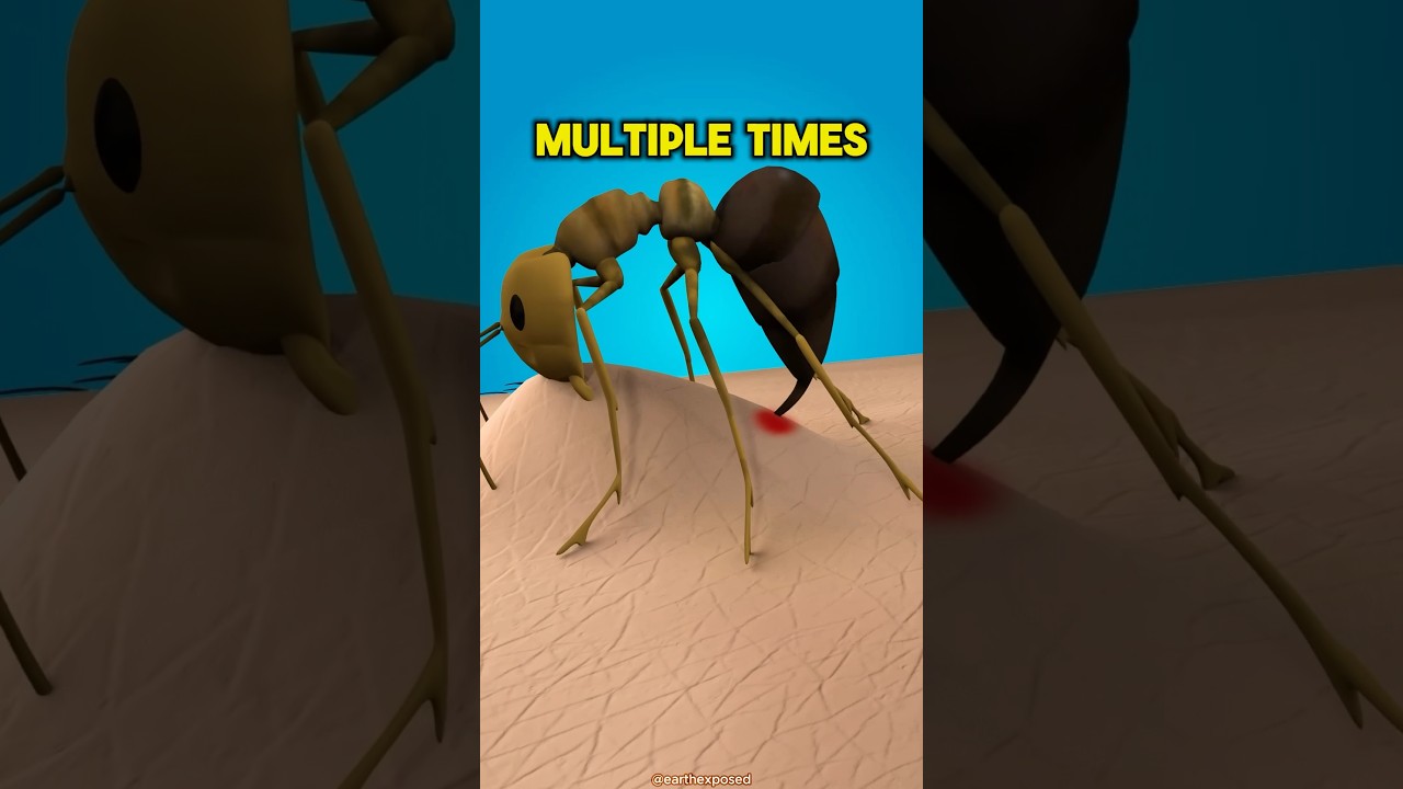 Stay AWAY From Fire Ants ๐จ #viral