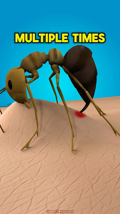 Stay AWAY From Fire Ants 😨 #viral