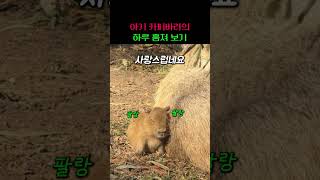 아기 카피바라의 하루 훔쳐 보기 #귀여움주의 #동물키우기 #동물이야기 #카피바라