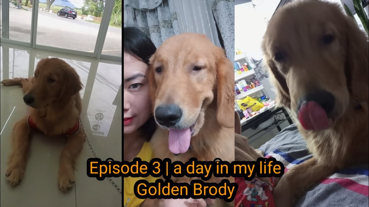 Episode 3 A Day In My Life Golden Brody As A Pup Influencer episode-3-a-day-in-my-life-golden-brody-as-a-pup-influencer
