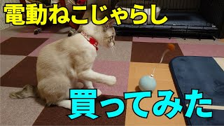 【猫の遊び】電動猫じゃらしを買ってみた