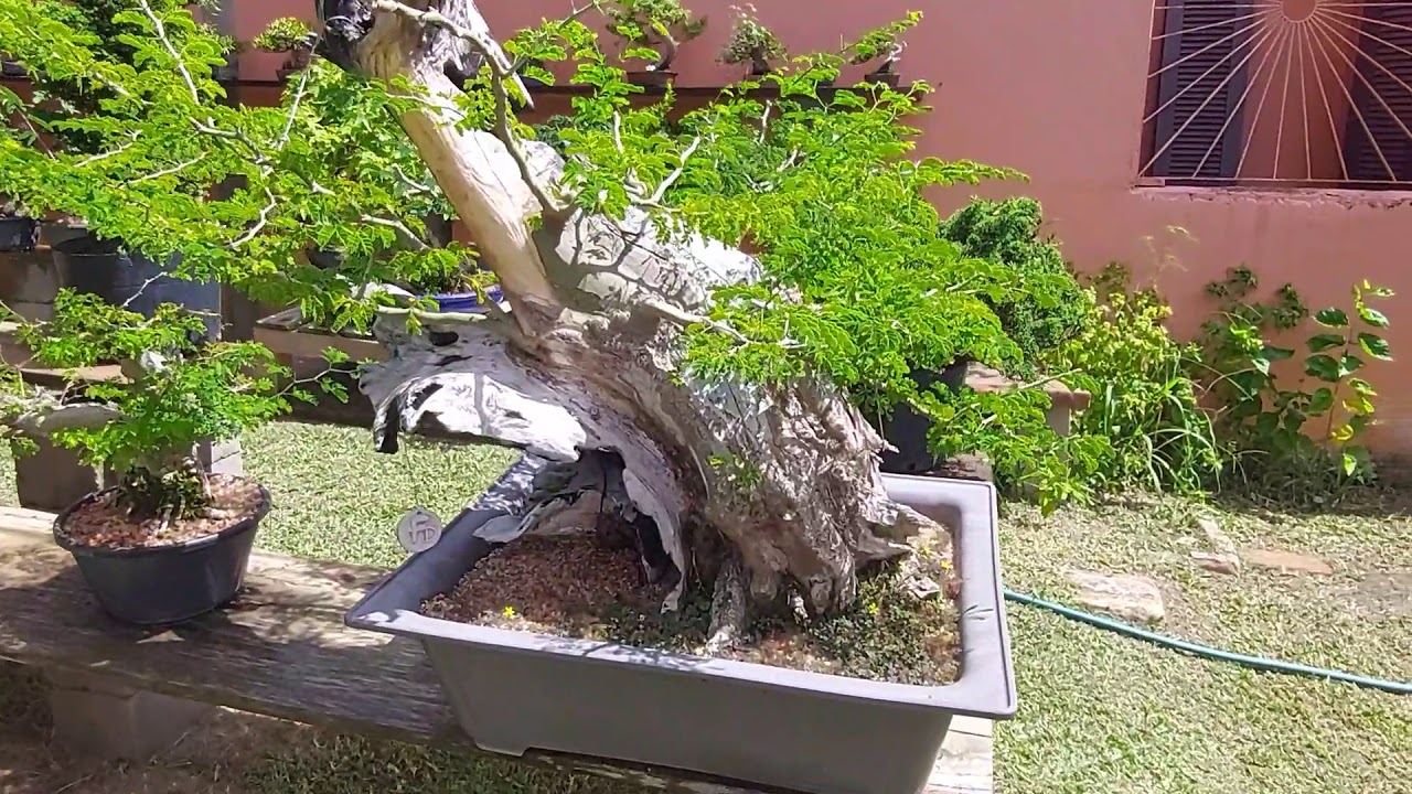盆栽 Bonsai Garden in Brazil
