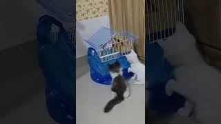 Trying to catch the finch #cat #catshorts #playtime