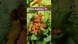 очень люблю орешки🥰. а вы?