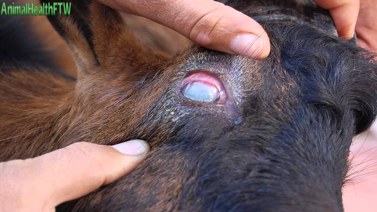 طفيليات الدم :الثيليريا  Blood Parasites : Theileriosis