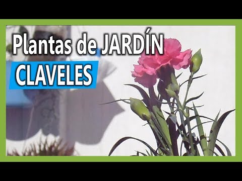 Vídeo: Cultivar clavells en test: cuidar les flors de clavell cultivades en contenidors