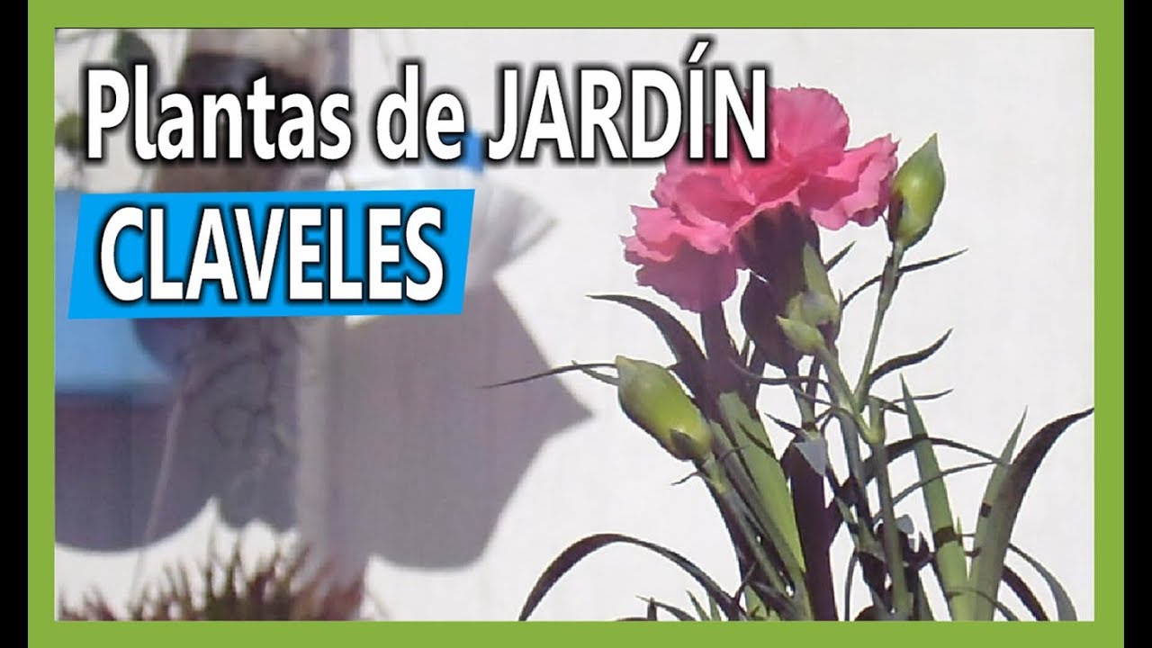 Cómo reproducir el Clavel para nuestro Jardín Jarninería Urbana YouTube
