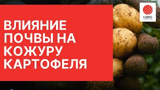 Влияние почвы на качество кожуры картофеля