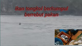 ikan tongkol berebut pakan di permukaan