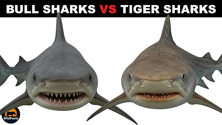 What Is The Difference Between Bull Sharks and Tiger Sharks?